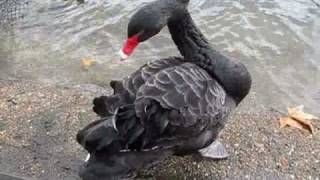 quotThe black Swan in StJames ParkquotLondonLive Video von Karin Schmökel [upl. by Culliton551]