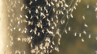 Cellar spider babies in nest [upl. by Aneladdam]