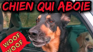 Bruit de chien qui Aboie  compilation daboiement [upl. by Attenat]