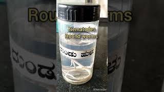 NEMATODES amp CESTODES [upl. by Laney]