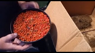 Cleaning The Gathered Asparagus Seeds [upl. by Bithia]