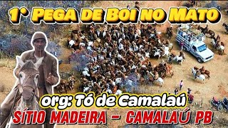 1° Pega de Boi no Mato Sítio Madeira Camalaú PB Org Tó de Camalaú [upl. by Colson919]