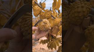 How to grow amazing testy fruit and colour custard fruitbeautifulnaturalfruitgradntrendingsong [upl. by Fowkes]