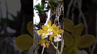 Encyclia Megalantha [upl. by Joelly633]