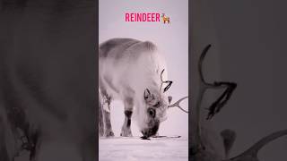 REINDEER🦌  WILD ANIMALS  NATURE  BEAUTIFUL [upl. by Eahs]