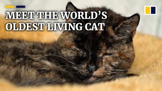 Meet Flossie the world’s oldest living cat at nearly 27 years old [upl. by Stanzel]