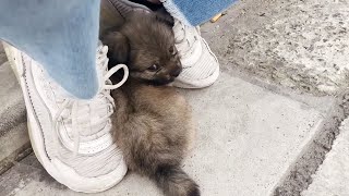 A stray puppy fell asleep in my hands [upl. by Seagraves]