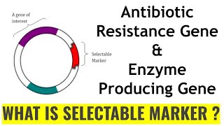 Selectable Marker Gene Biotechnology part  5 antibioticresistance laczgene [upl. by Rahm]