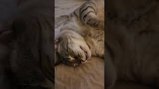 Cute Egyptian Cat egyptiancats cats rescuecats calgary alberta canada fall2024 🍁 [upl. by Storfer]