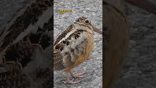 American woodcock  Birds that like to sway shorts [upl. by Cosma]