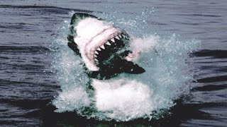 Great White Shark Attack And Breach  Planet Earth  BBC Earth [upl. by Einahpets927]