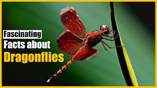 5 Fascinating Dragonfly Facts That Will Amaze You  HukPuk [upl. by Littell]