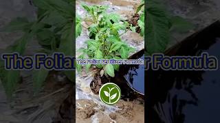 The Foliar Fertilizer Formula shortvideo garden howto youtubeshorts viralvideo agriculture [upl. by Reldnahc536]