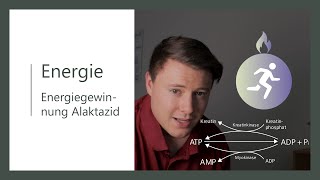 Energiestoffwechsel  Alaktazide Energiegewinnung ohne Laktat  Teil 1  Kreatin und Myokinase [upl. by Ahsikyt]