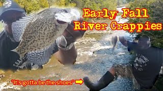 Early Fall River Crappies Using Crappie Favorite Bait Crappie Town USA Baby [upl. by Harlan358]