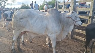 Olha só isso bezerro de 250 reais na feira de gado de CACHOEIRINHAPE 010224 nordeste [upl. by Stanwood251]