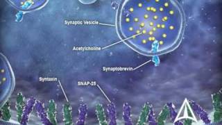 US WorldMeds  Mechanism of Action [upl. by Earaj152]