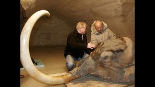 Interbreeding Not to Blame For Woolly Mammoth Extinction Surprising Study Findsso What Caused it [upl. by Nalak]