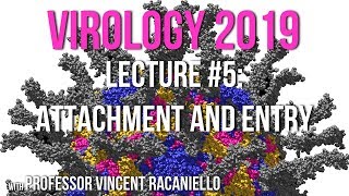 Virology Lectures 2019 5 Attachment and Entry [upl. by Airyt]