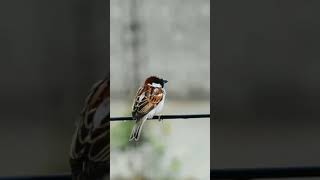 Sparrow Chirping 😍♥️🕊️ [upl. by Jea640]