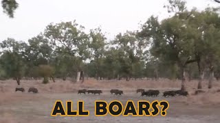 15 BOARS in 1 mob PIG HUNTING IN AUSTRALIA [upl. by Esyned]