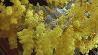 Planting an Acacia elata Tree [upl. by Gaughan]