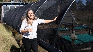 DIY Hoop House The Easy Greenhouse Alternative  Homesteading Basics [upl. by Tihw52]