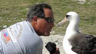 Friendly Laysan Albatross on Midway Atoll [upl. by Aihsital]