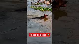 Rocco pesca en río Vinces 🐠 shortyoutube shorts dogshorts rutadelpatriota germanshepherd [upl. by Pelpel822]