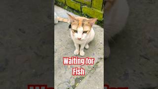 Cats waiting for fishes cat viralshort food [upl. by Donoghue]