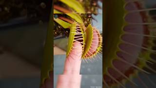 Venus Fly trap The Nonvegetarian plant [upl. by Midis]