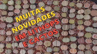 Estufa de lithops e mesembs Muitas novidades [upl. by Marquis554]