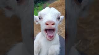 goats kid sound cuteanimals shortvideo [upl. by Naved]