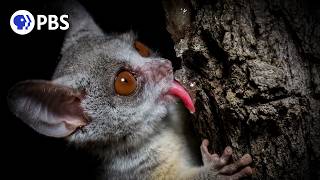 How Nocturnal Bush Babies Survive at Night [upl. by Sucrad139]