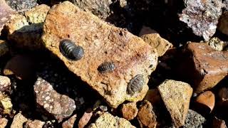 Negative phototaxis green chiton [upl. by Ayle]