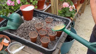 Hybridising Pelargoniums and Seed Sowing [upl. by Siesser]