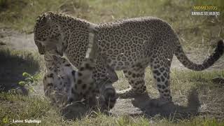 Leopardo Briga Com 50 Babuínos O Que Acontece A Seguir  Animais Selvagens [upl. by Aydne]