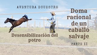 Doma racional de un caballo salvaje Desensibilizando al potro parte 2 [upl. by Brazee]