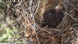 CurveBilled Thrasher Babies in Their Nest 2272024 [upl. by Dorion]