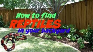 How To Find Reptiles In Your Backyard [upl. by Husha]