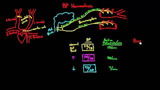 Autoregulation  Baroreceptors [upl. by Nehte]