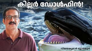 ഡോൾഫിൻ ആണ് ‎Killer Whale കരയിൽ നിന്ന് കടലിലേക്ക് പോയ dolphin animals malayalam education orca [upl. by Annatnom648]