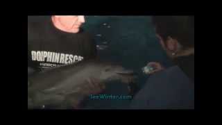 Original Footage of Hope the Dolphins Rescue [upl. by Ynnig750]