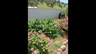 FREEZE DRYING OUR HOME GROWN GREENS [upl. by Pompea]