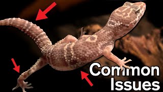 Common Leopard Gecko Health Problems [upl. by Tomchay]