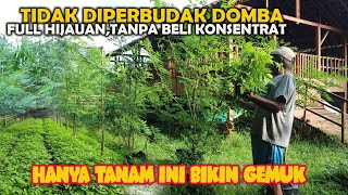 Ratusan domba bebas konsentratTanam pakan inipanen tiap hari tiada habis [upl. by Rutra871]