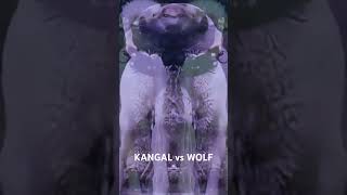 KANGAL vs WOLF kangal wolf [upl. by Krm774]