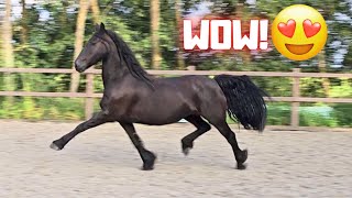 Wûnder and Yfke can move beautifully But this one trots absolutely perfect  Friesian Horses [upl. by Akiam]