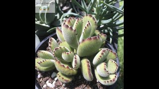 Cotyledon Tomentosa Bears Paw Quick Overview amp Care Tips [upl. by Alake]