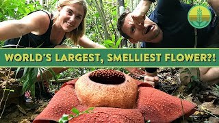 The Worlds Largest Smelliest Flower  Maddie Moate [upl. by Ahsimat]